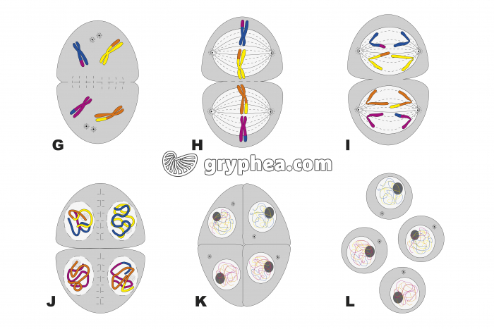 Méiose partie 2 - corrigé - gryphea.org